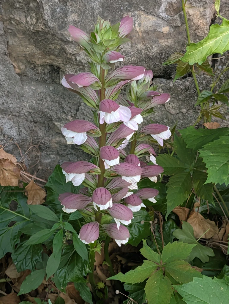 Acanthus Mollis