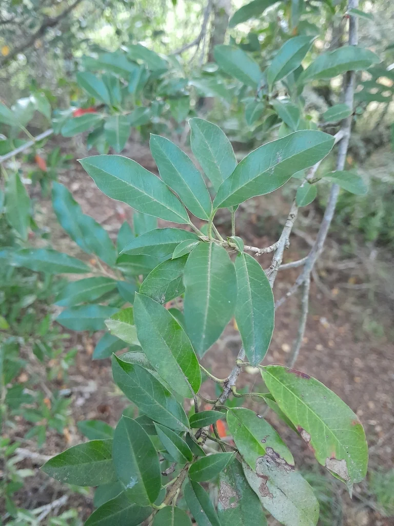 Photinia Davidiana