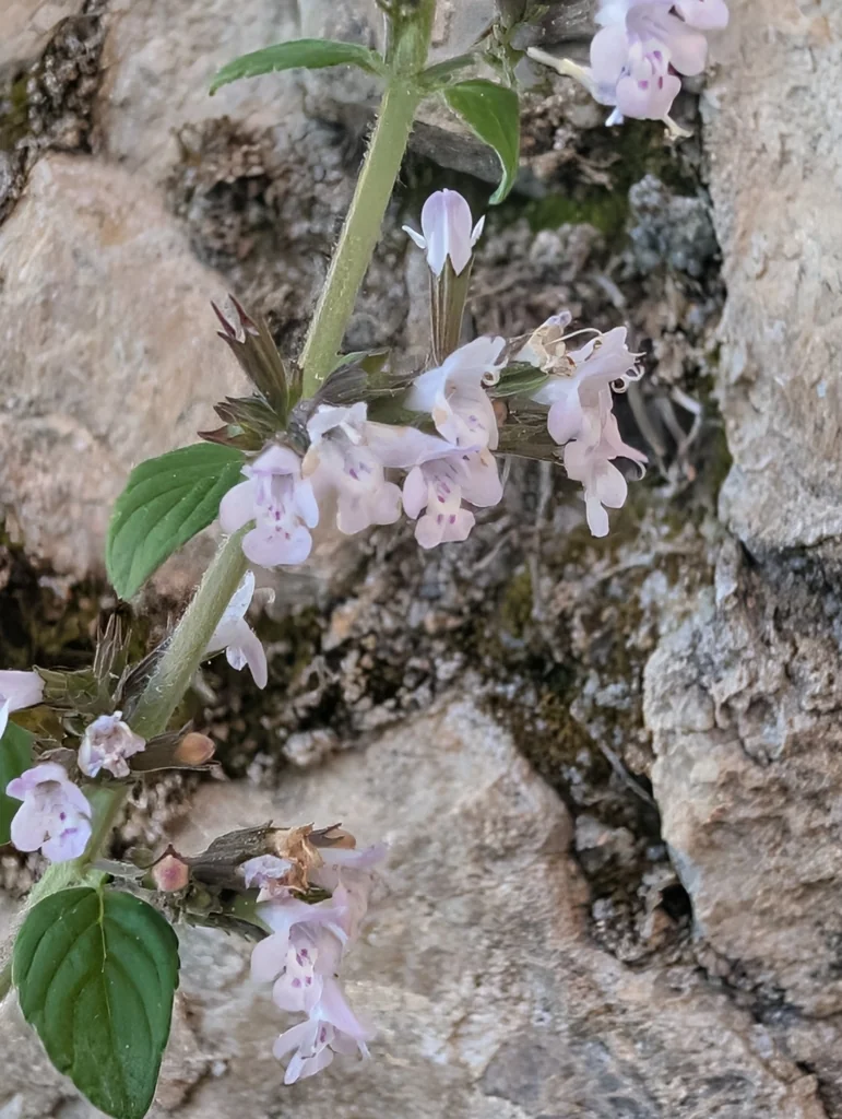 Calamintha Nepeta