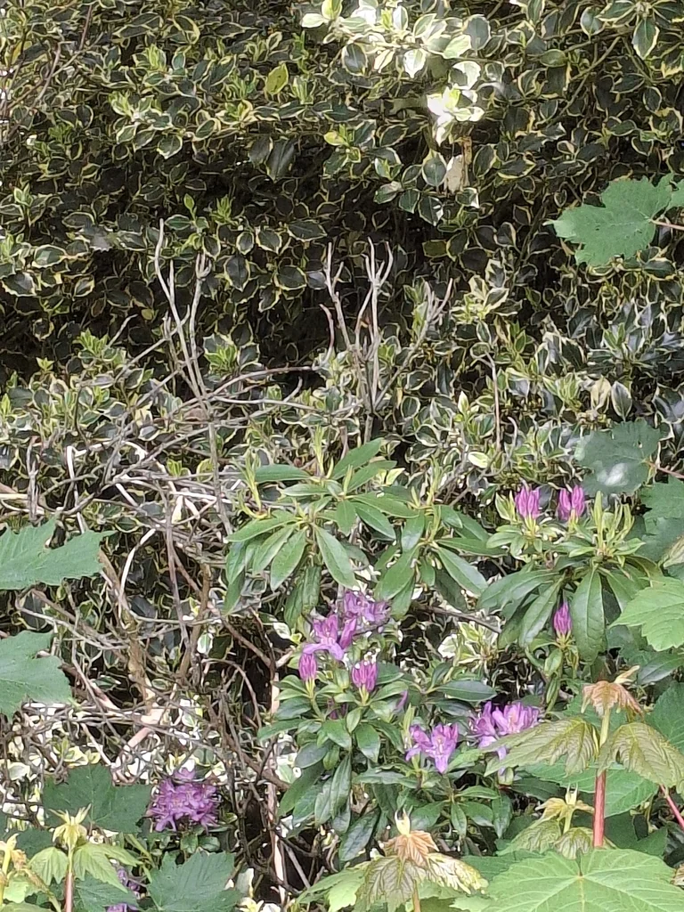 Rhododendron Ponticum