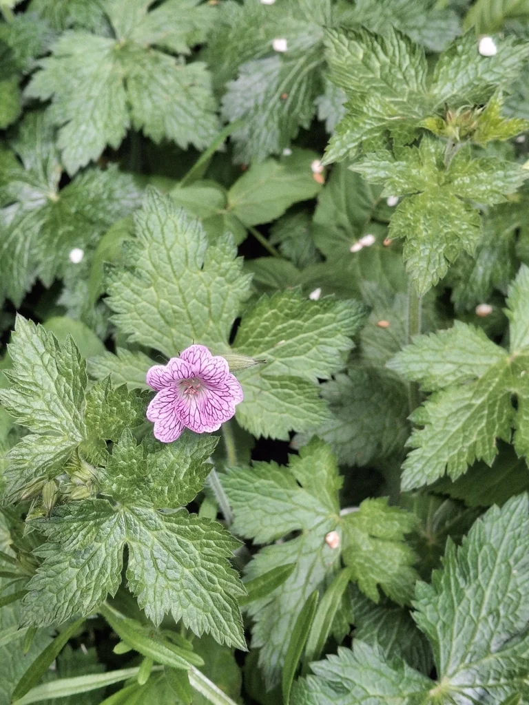 Geranium Endressii