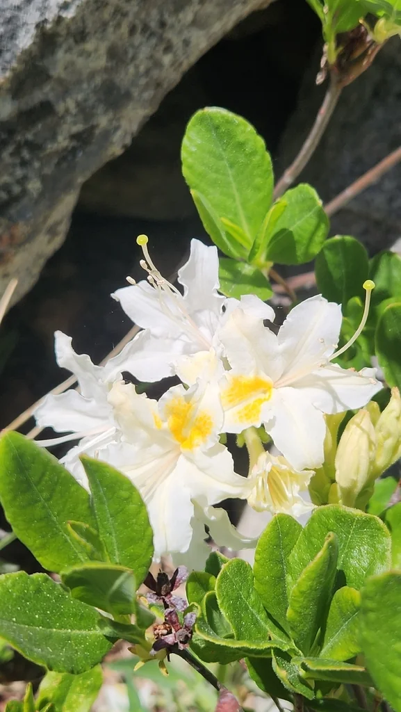 Rhododendron Occidentale
