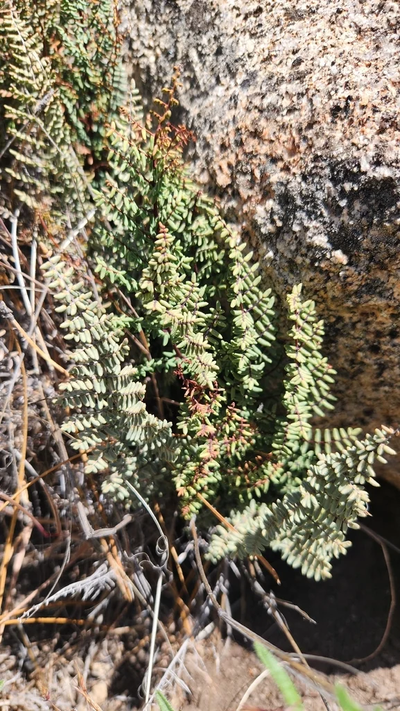 Pellaea Mucronata