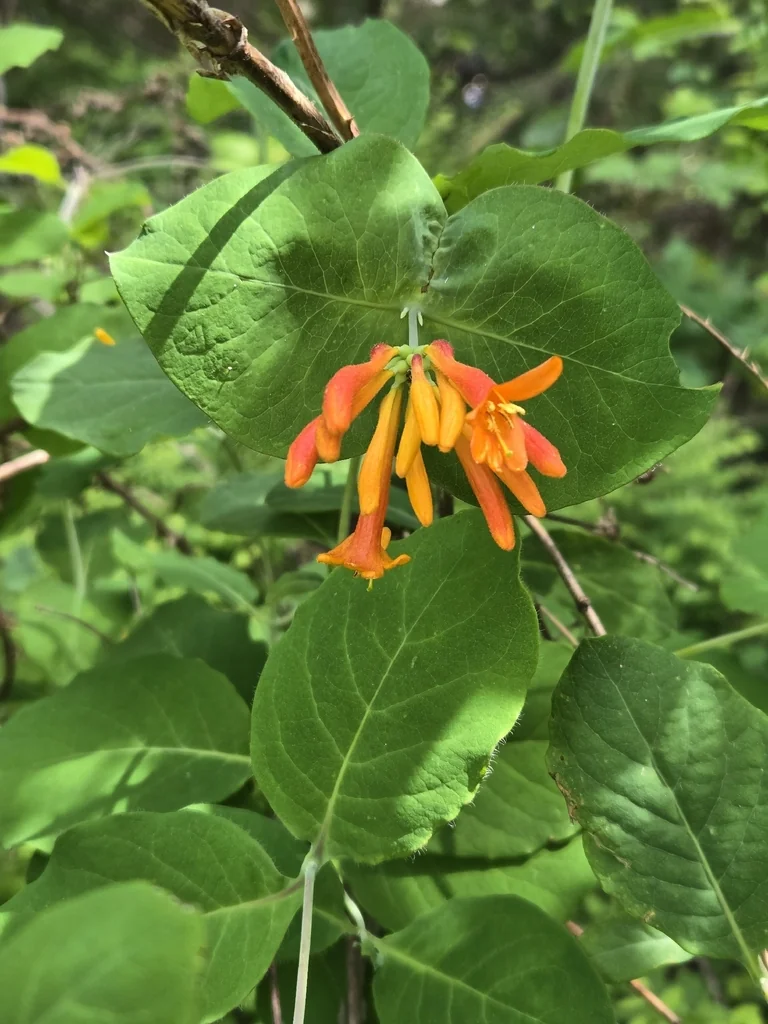 Lonicera Ciliosa