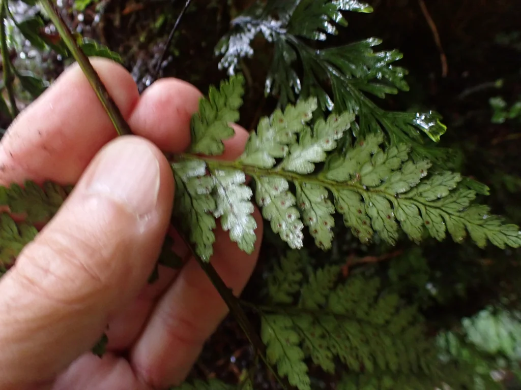 Rumohra Adiantiformis
