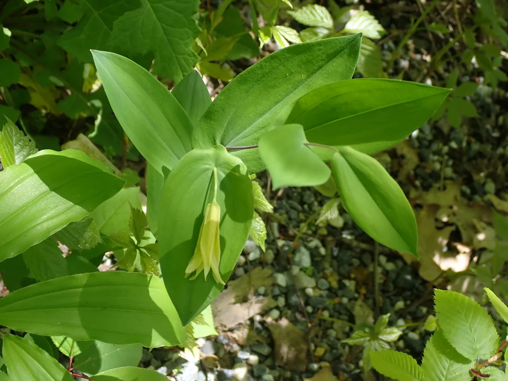 Uvularia Perfoliata
