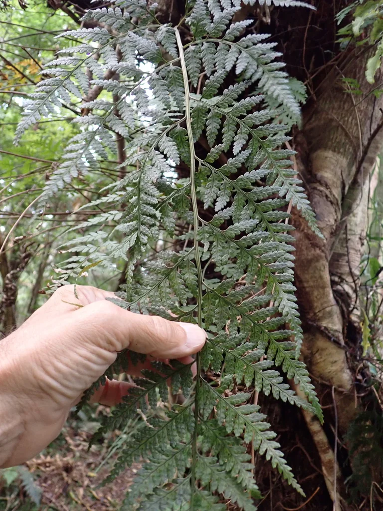 Rumohra Adiantiformis