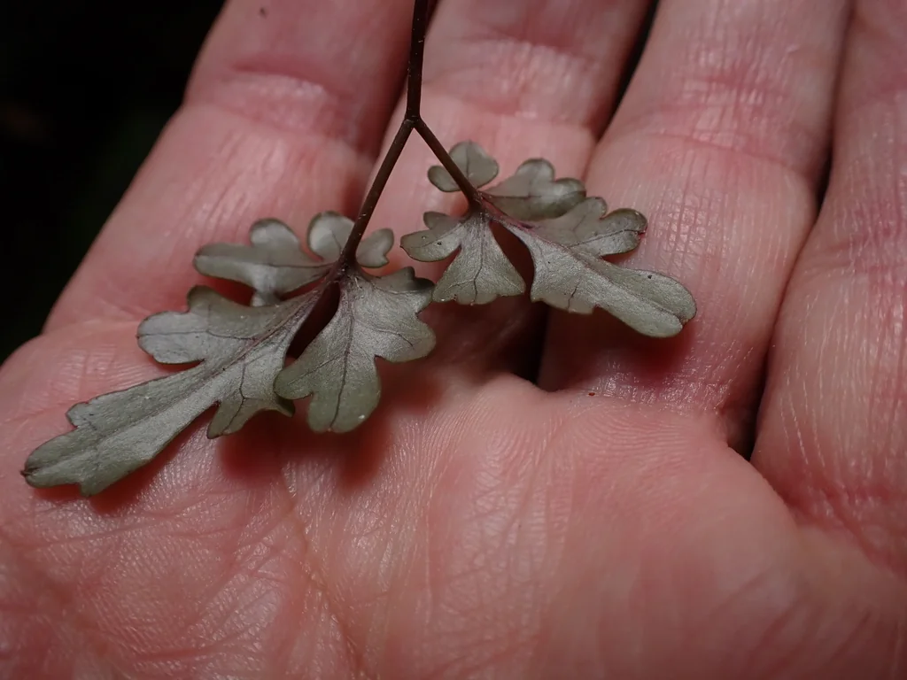 Clematis Paniculata