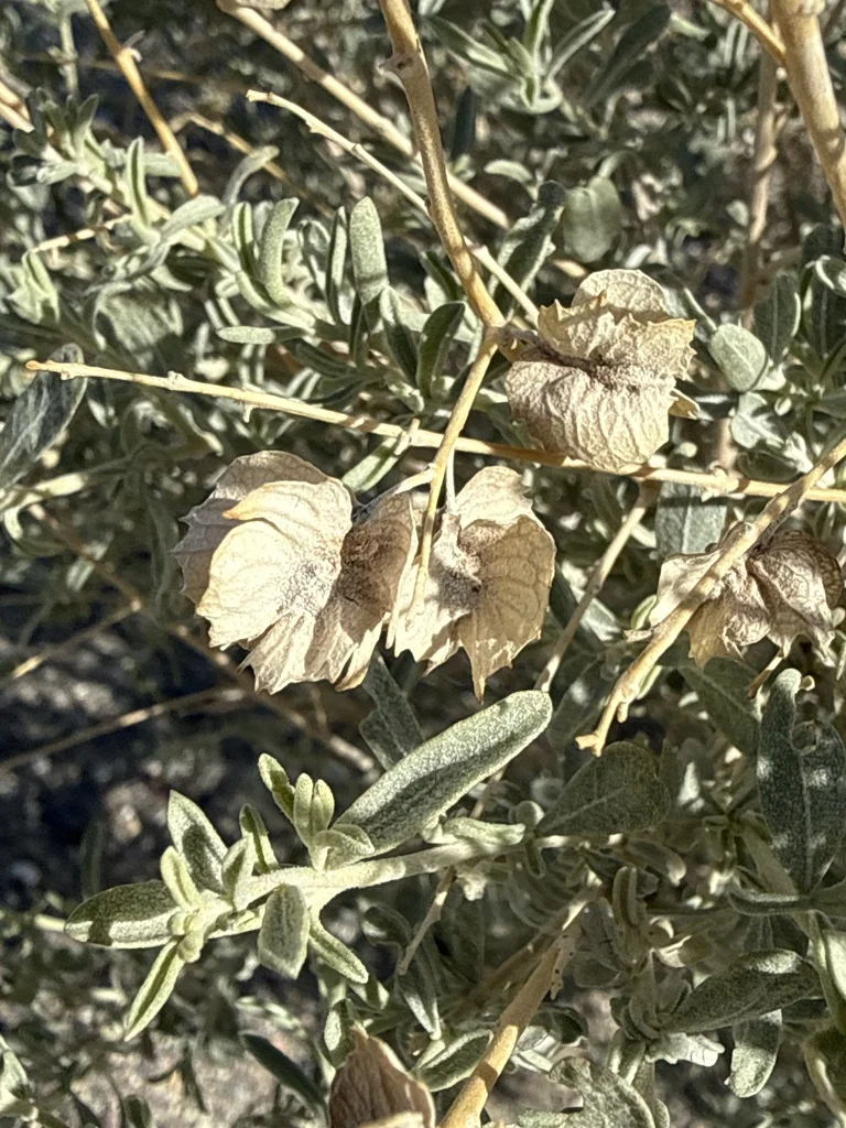Atriplex Canescens
