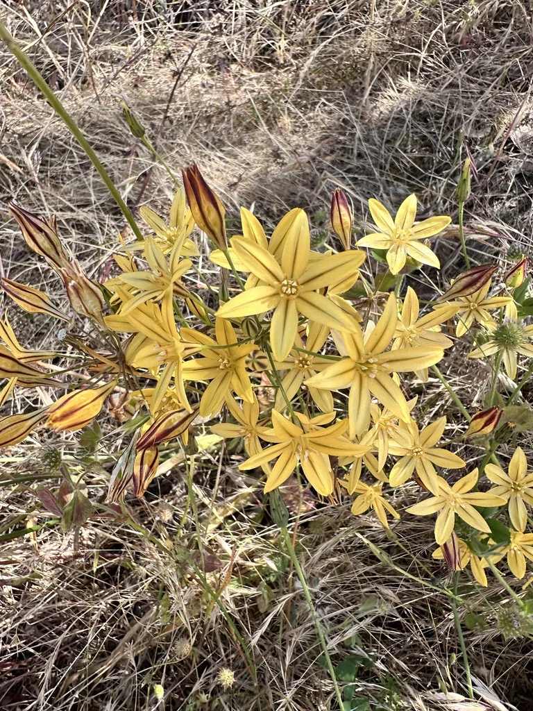 Triteleia Ixioides