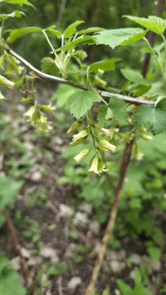 Ribes Americanum