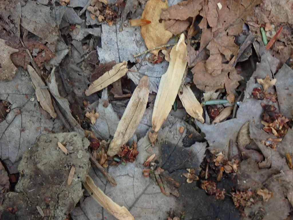 Fraxinus Americana
