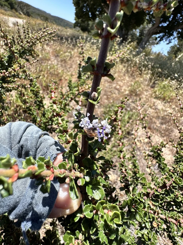 Ceanothus Cuneatus