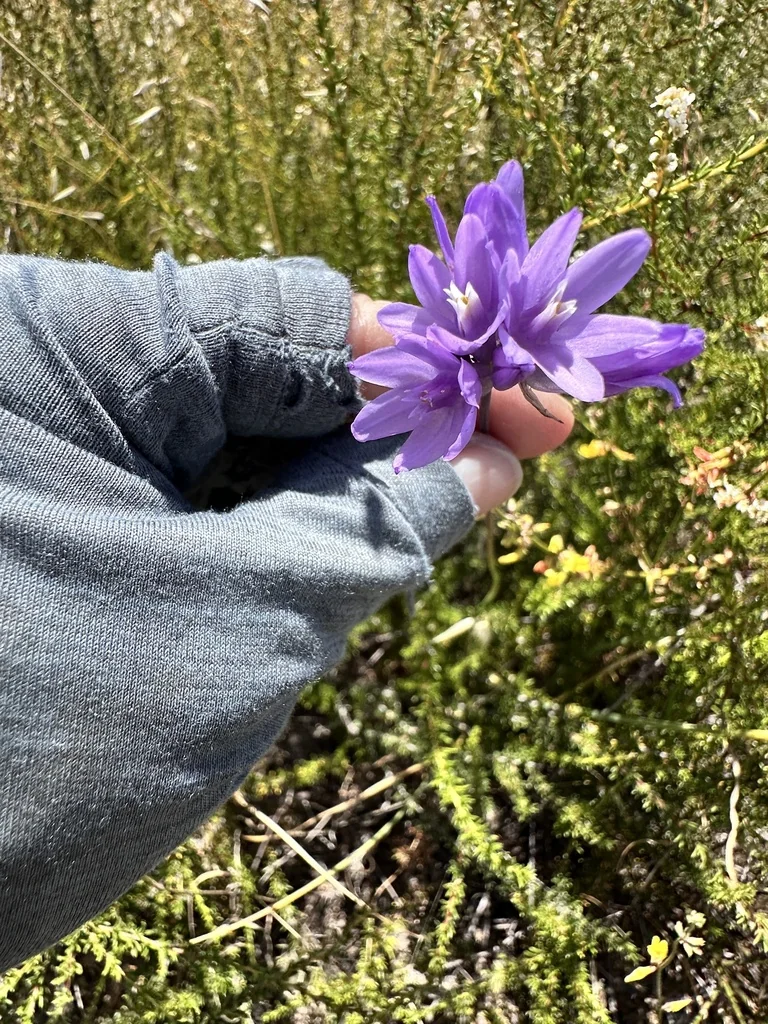 Dichelostemma Capitatum