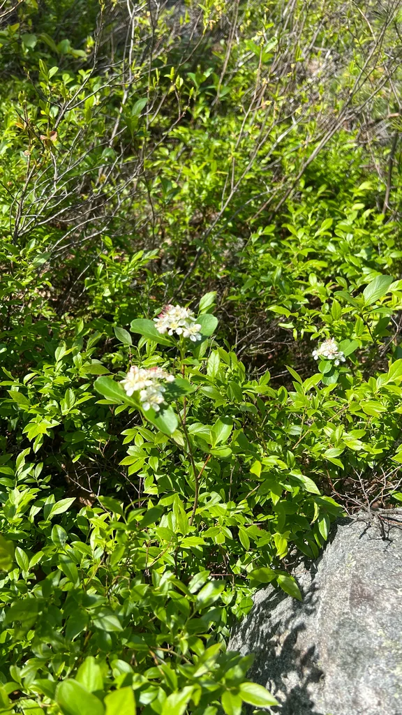 Aronia melanocarpa