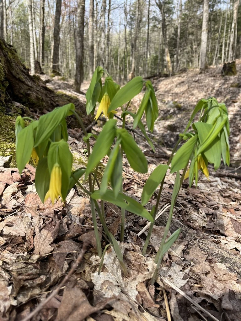 Uvularia grandiflora