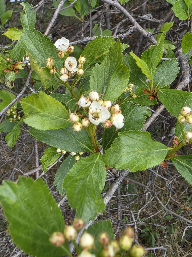 Crataegus Douglasii