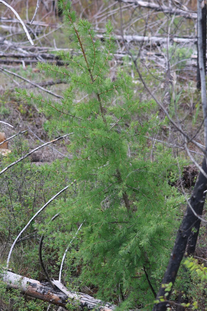 Larix Occidentalis