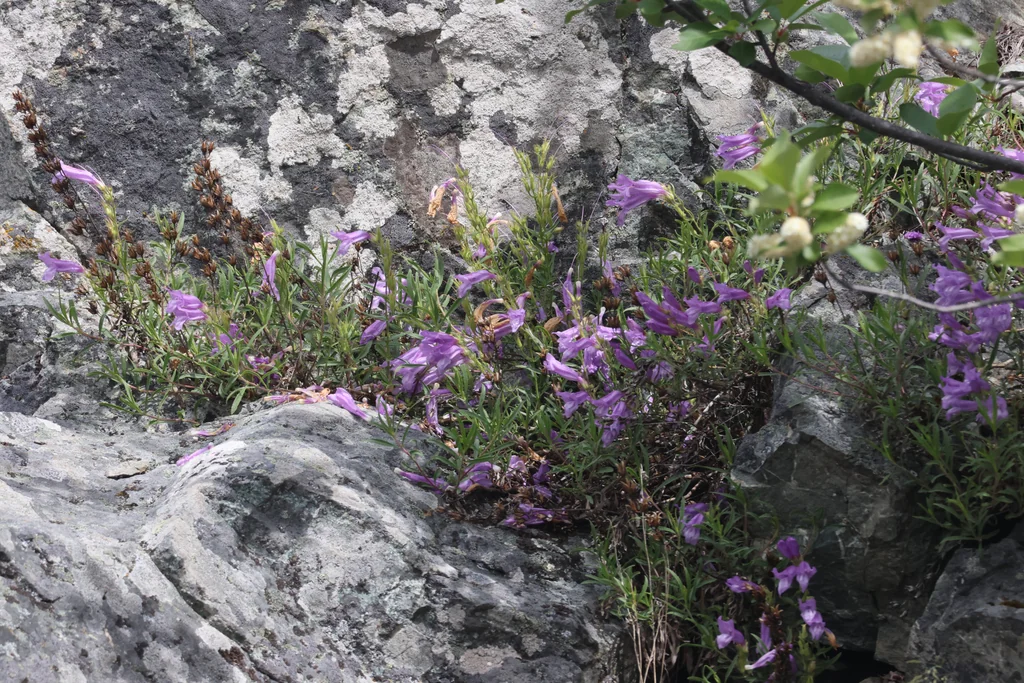 Penstemon Fruticosus
