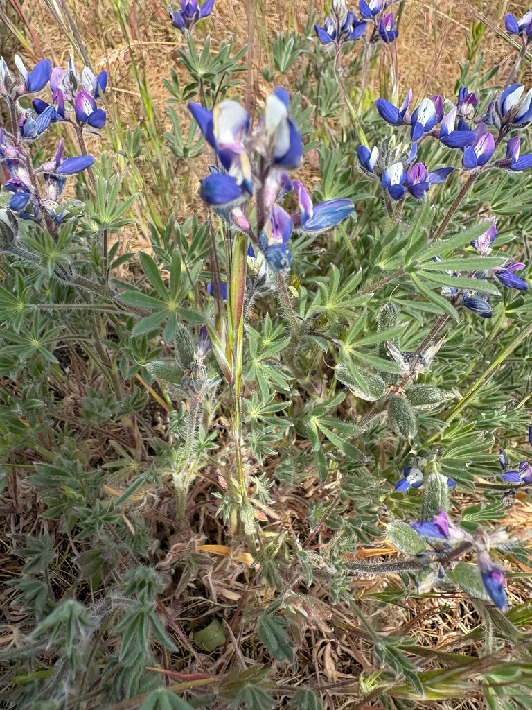 Lupinus Bicolor