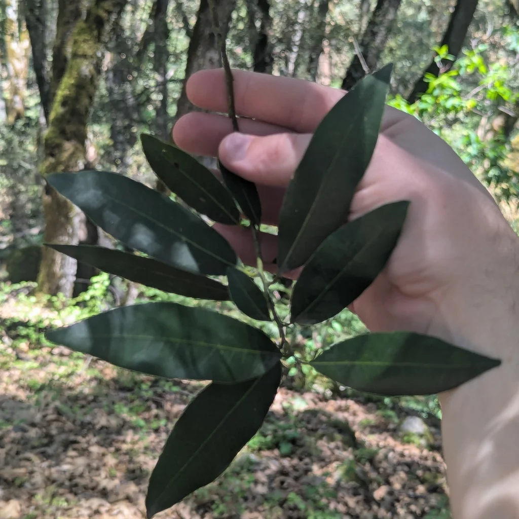Umbellularia Californica