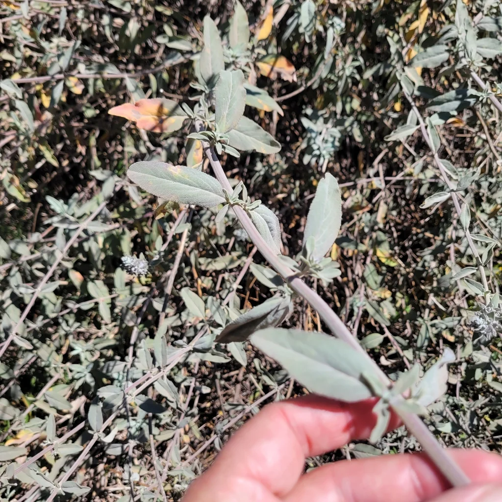 Salvia Leucophylla
