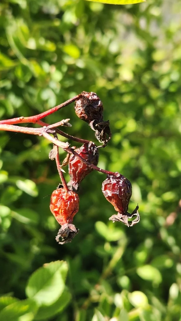 Rosa Californica