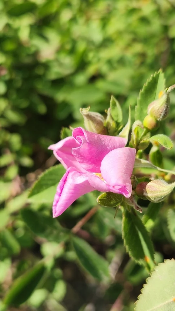 Rosa Californica
