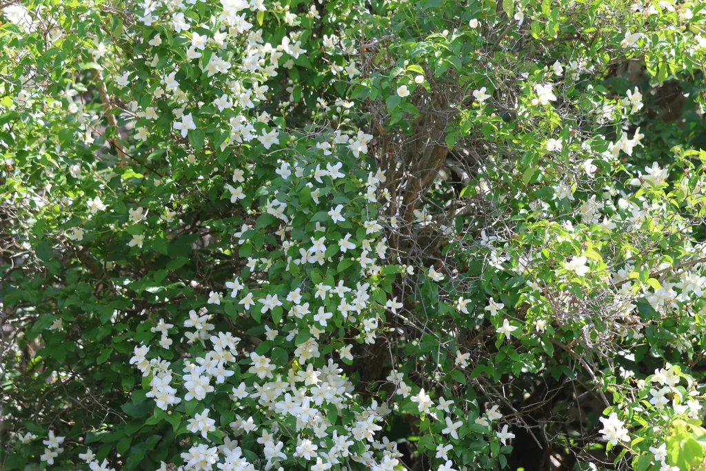 Philadelphus Lewisii