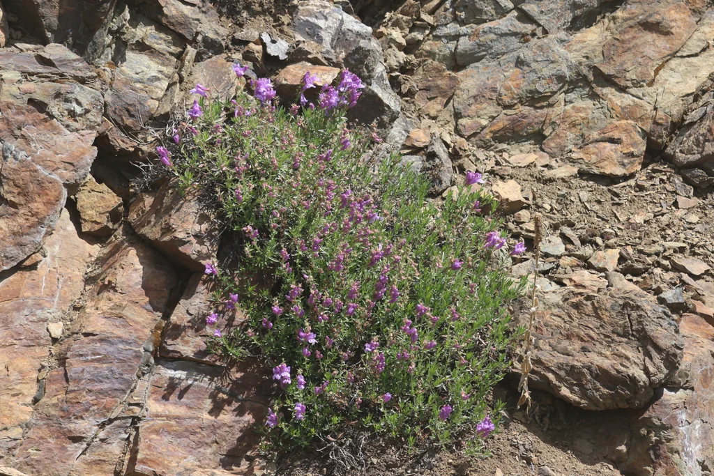 Penstemon Fruticosus