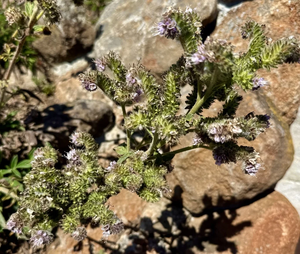 Phacelia Californica