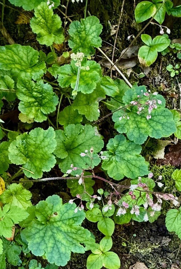 Heuchera Micrantha