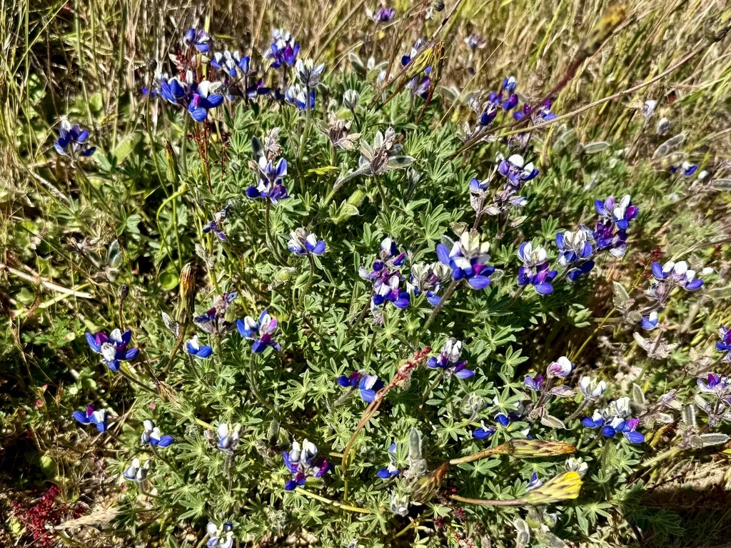 Lupinus Bicolor