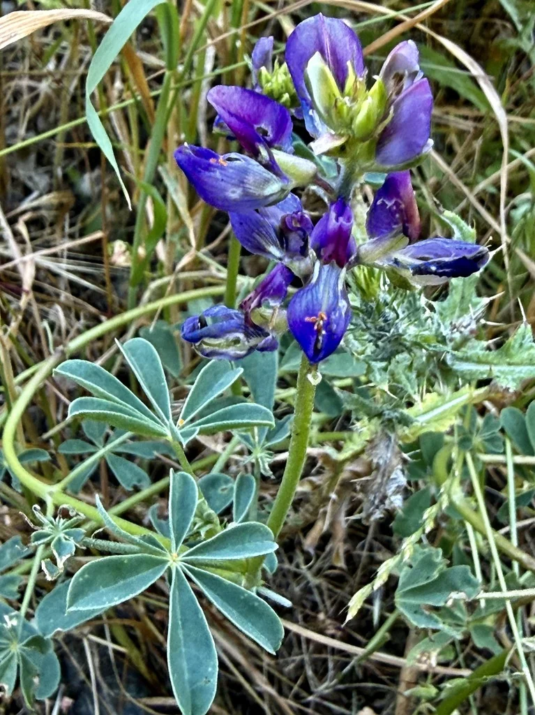 Lupinus Succulentus