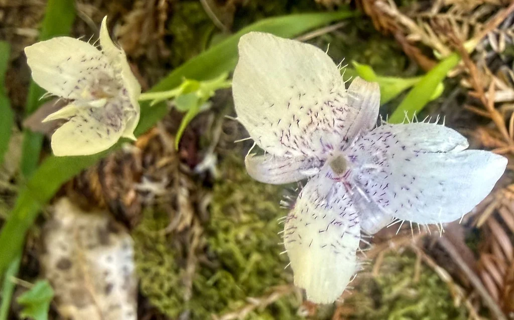 Calochortus Tolmiei