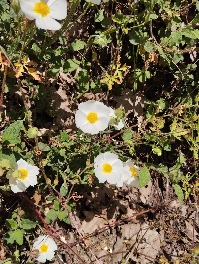 Cistus Salviifolius