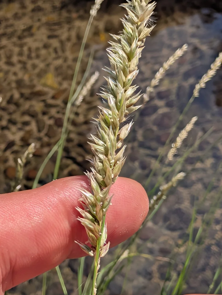 Melica Ciliata