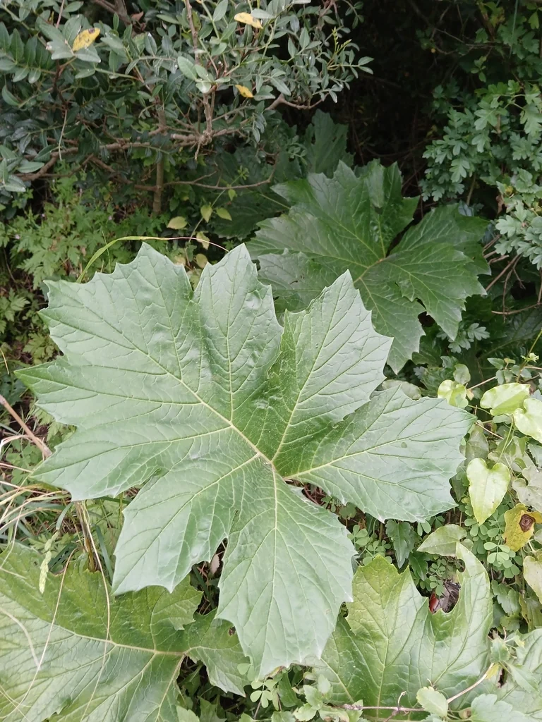 Acanthus Mollis