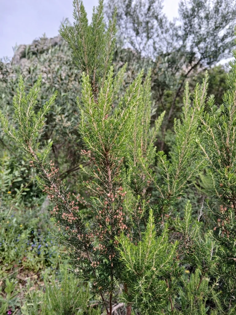 Erica Arborea