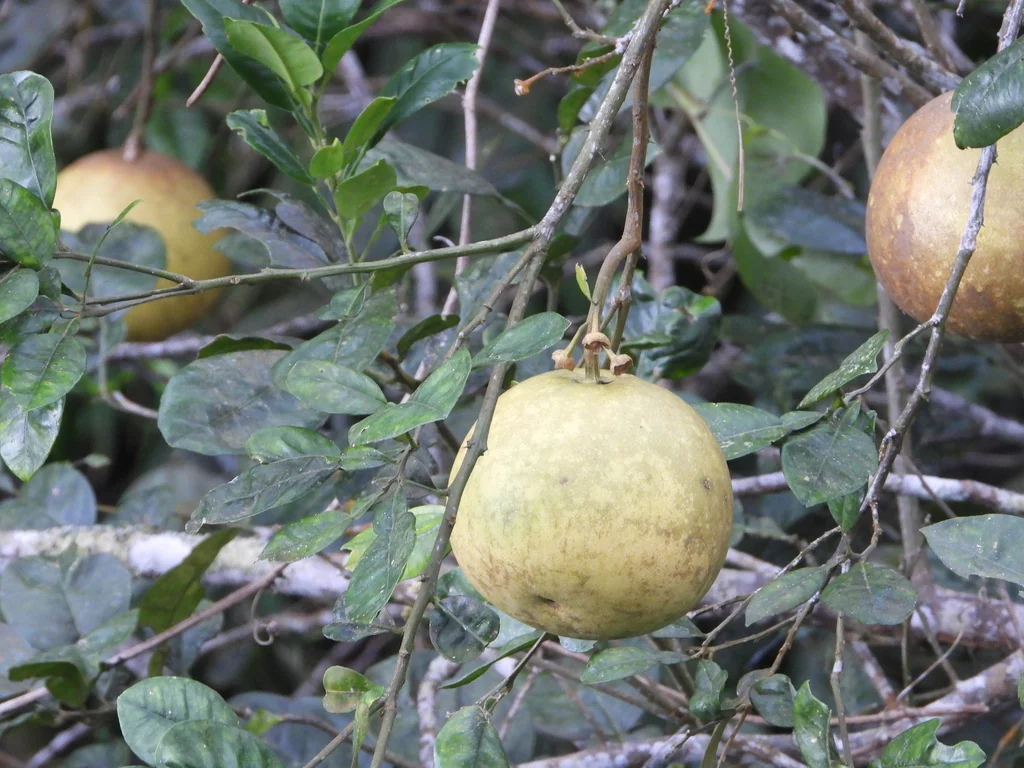 Citrus Maxima