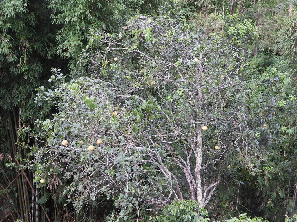 Citrus Maxima
