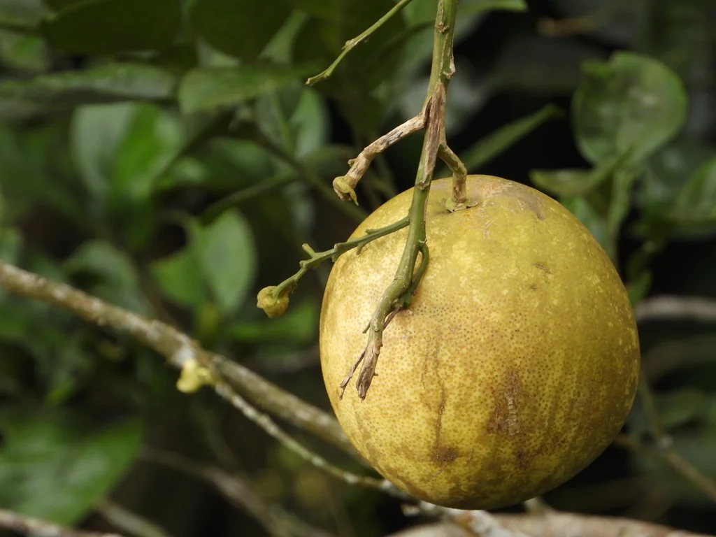 Citrus Maxima