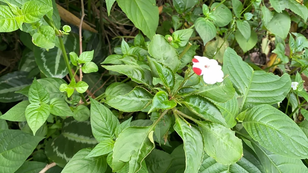 Impatiens walleriana