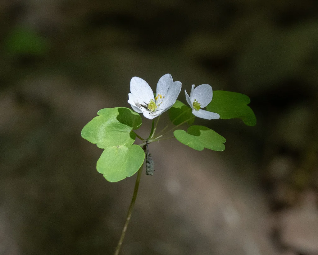 Anemonella Thalictroides