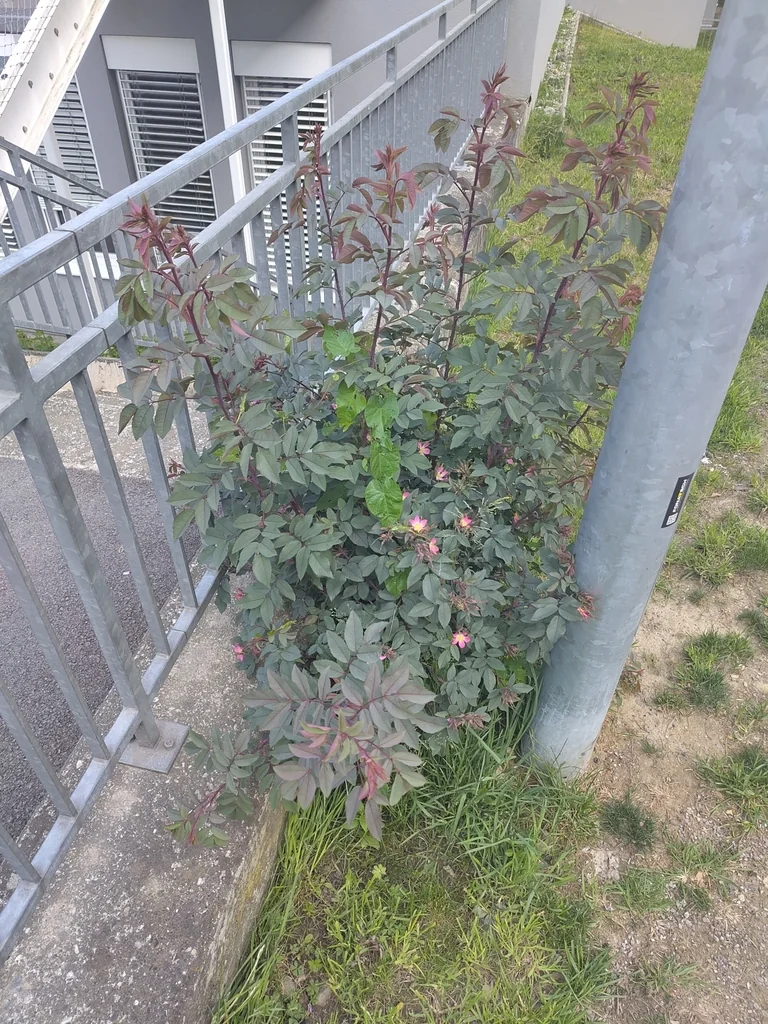 Rosa Glauca