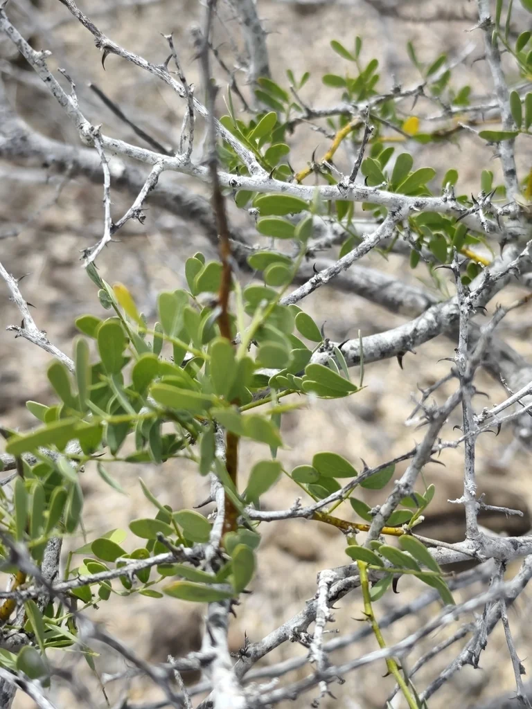 Olneya Tesota