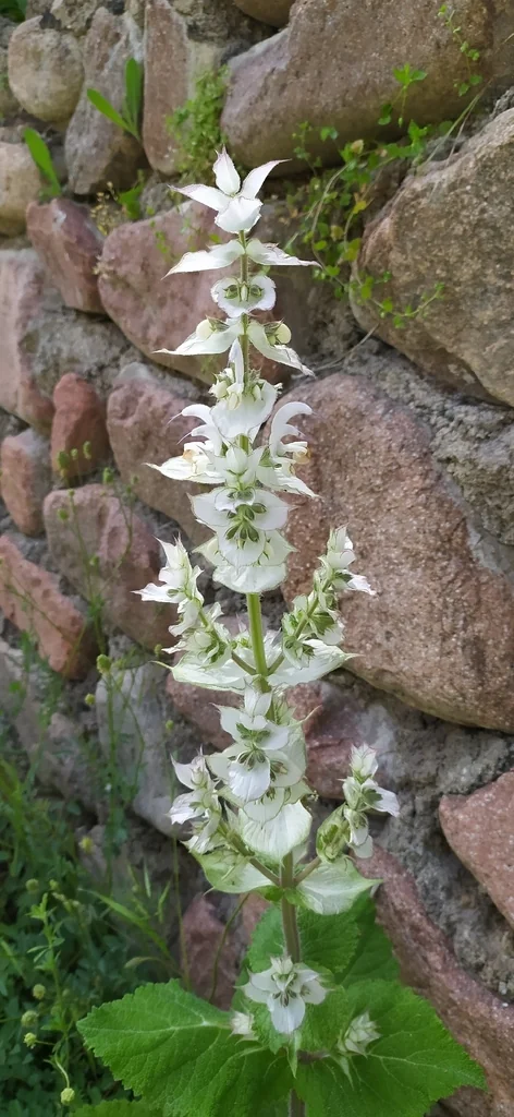Salvia Sclarea