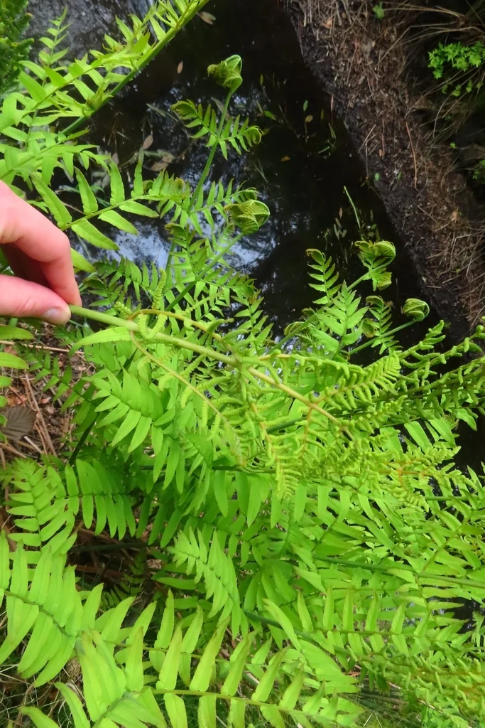 Osmunda Regalis