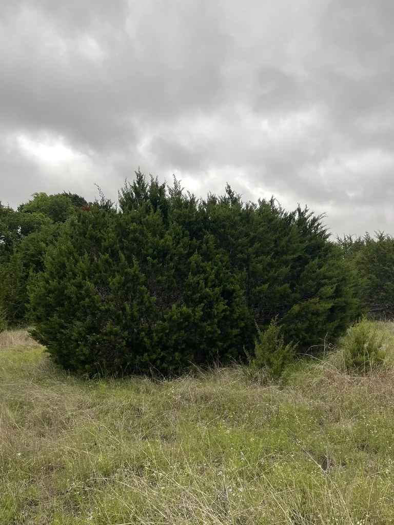 Juniperus Ashei