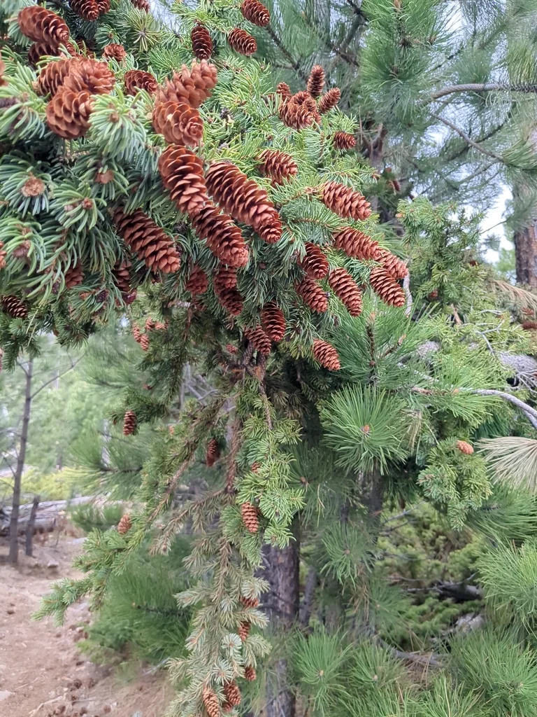 Picea Glauca